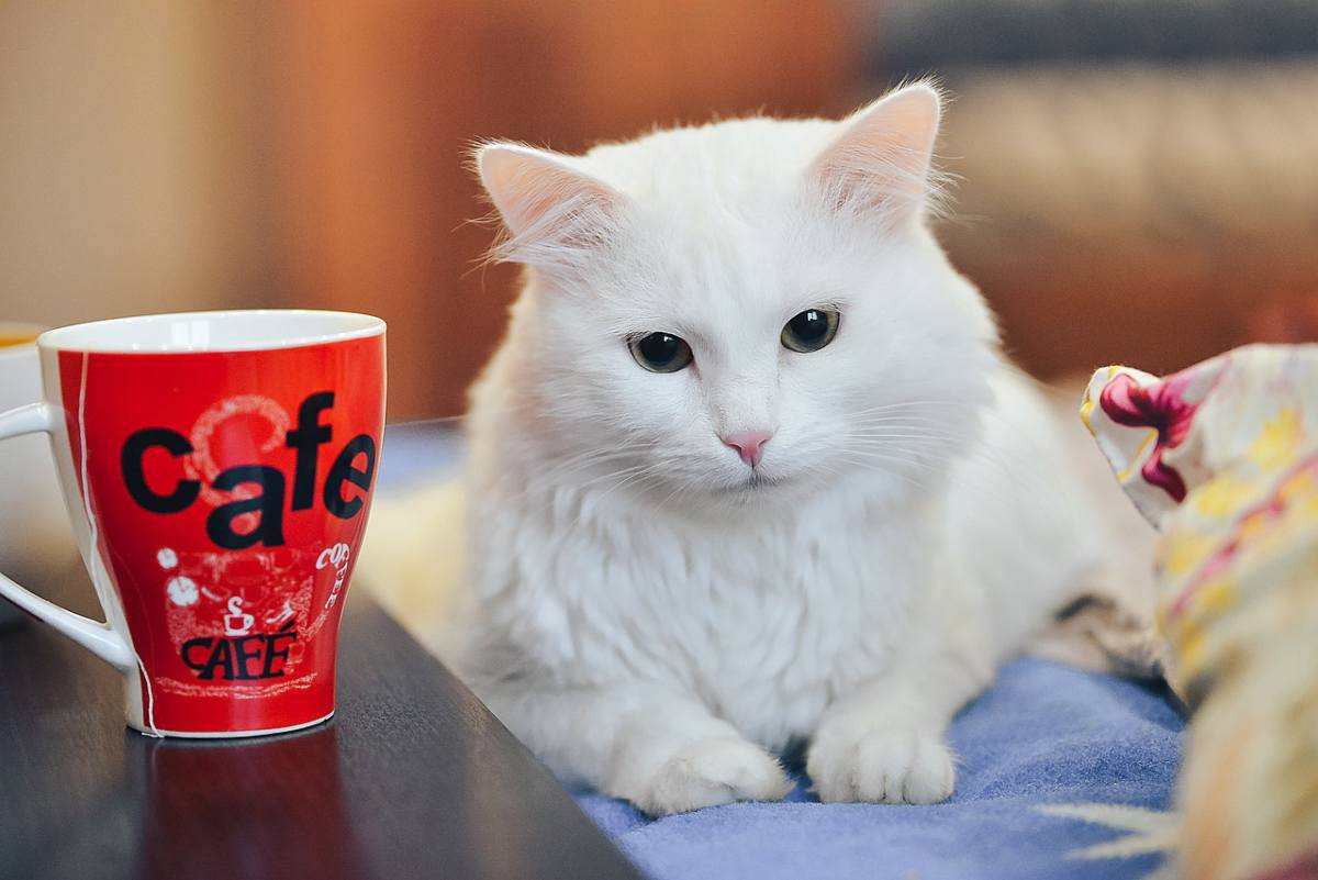 Il gatto beve il caffè: quali sono gli effetti della caffeina e tutti i rischi