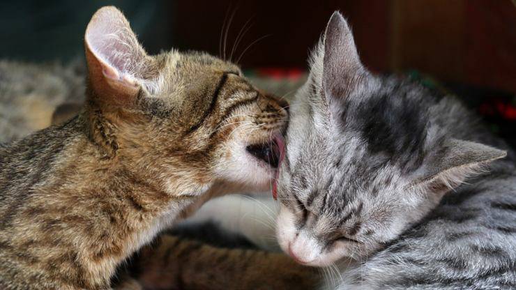 gatti romantici coppia per la vita