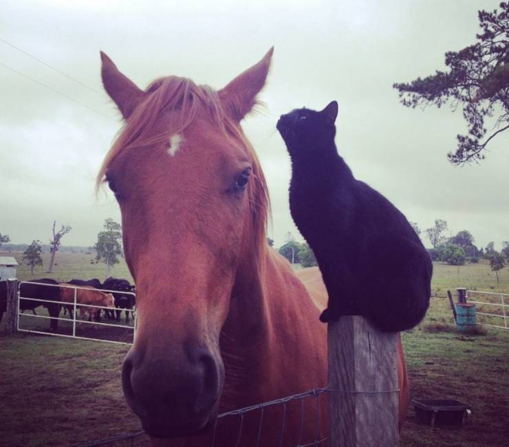 gatto e cavallo amicizia