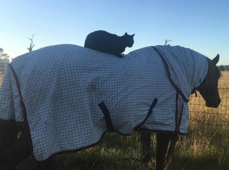 cane e cavallo amici