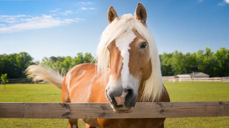 Allergia al cavallo (Foto Adobe Stock)