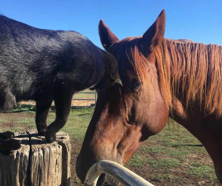 gatto e cavallo amici