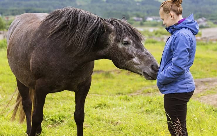 cavallo con donna incinta