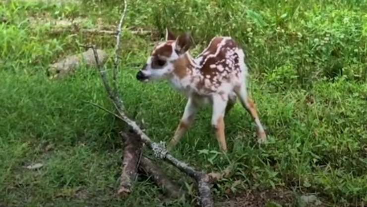 cucciolo cervo senza mamma salvato 