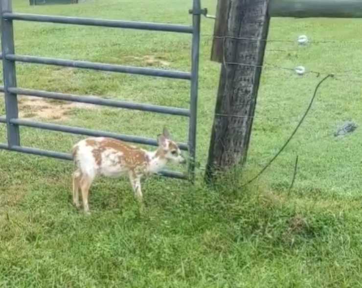 cervo cucciolo senza mamma salvato