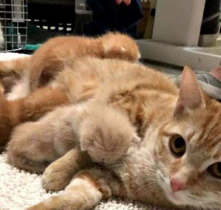 gattina partorito eutanasia veterinario salvata