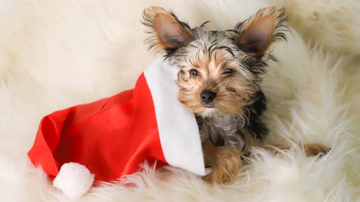 cane cucciolo natale regalo natalizio yorkshire