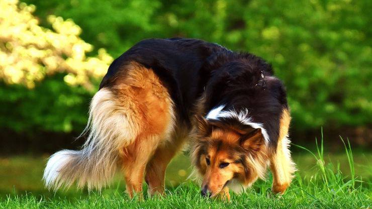 Il cane si strappa il pelo