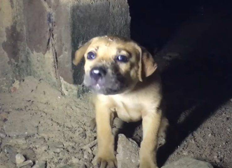 cane corda collo abbandonato