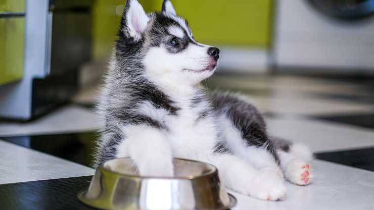 cosa dare da mangiare al siberian husky