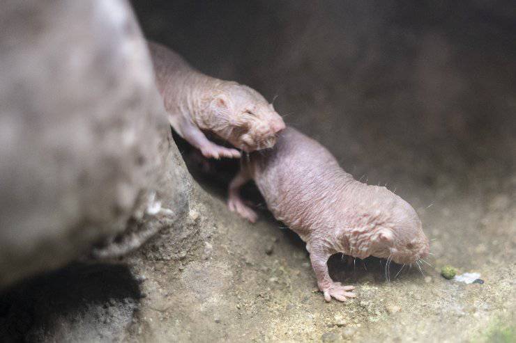 cuccioli di topo talpa nudo