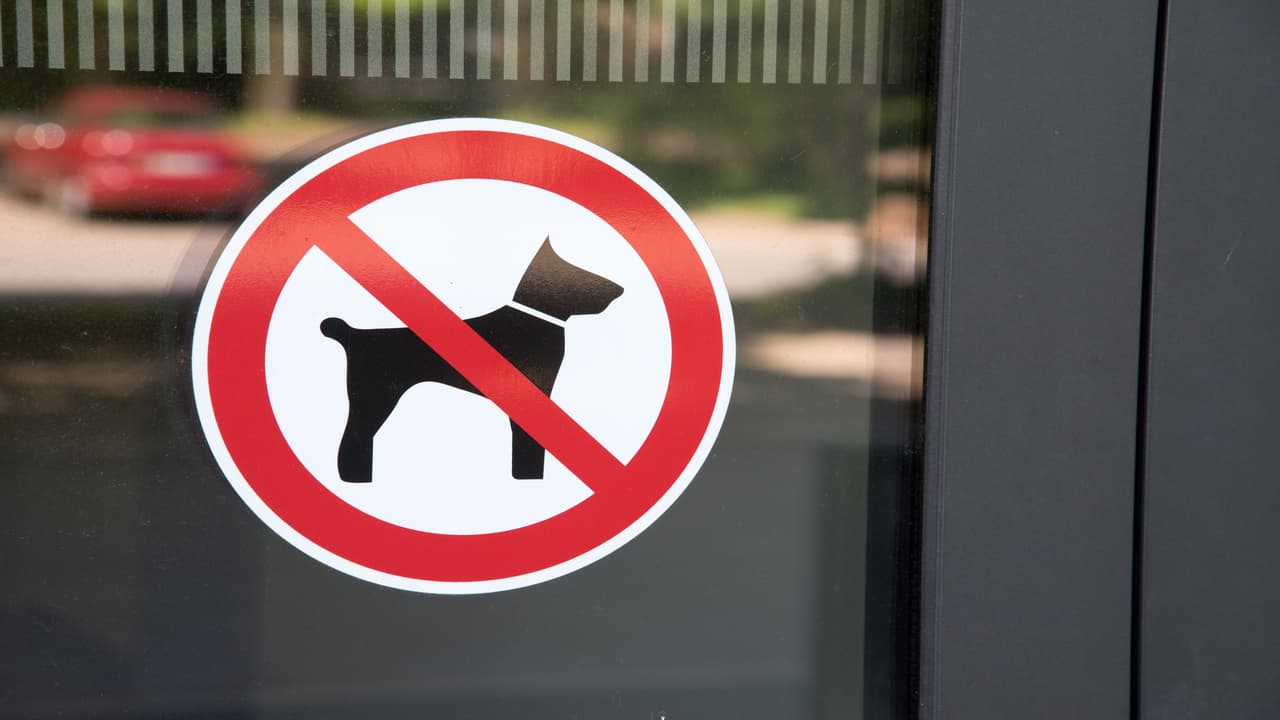 Ingresso al cane nei luoghi pubblici (Foto Adobe Stock)