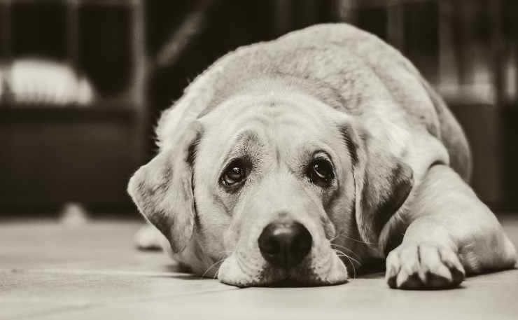 Il cane triste (foto Pixabay)