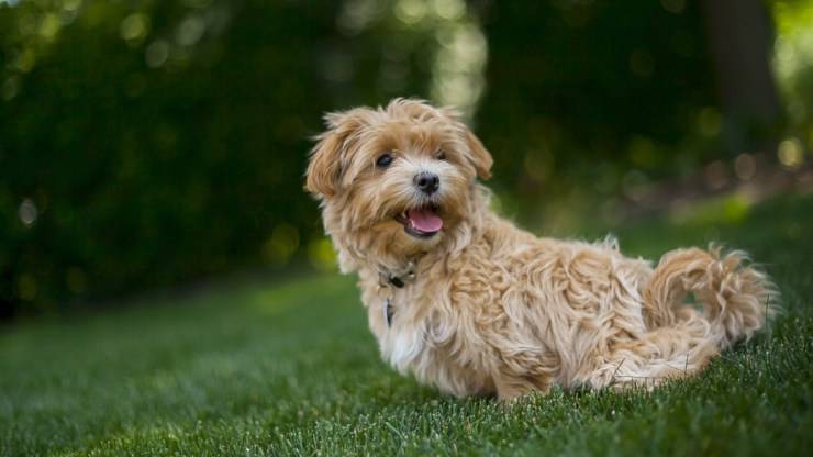 cane maltipoo incrocio maltese e barboncino