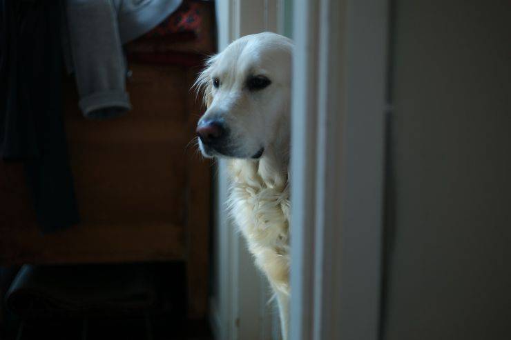 cane aspetta proprietario defunto