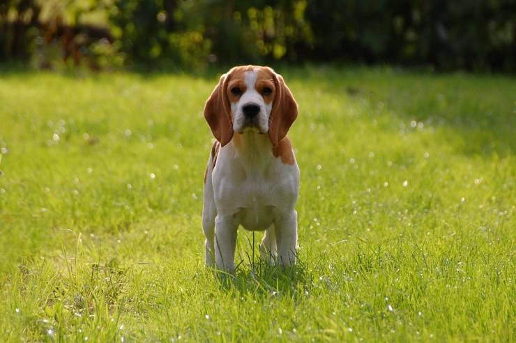 beagle