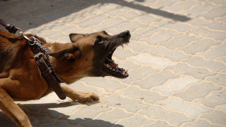 cane aggressivo contro altri cani