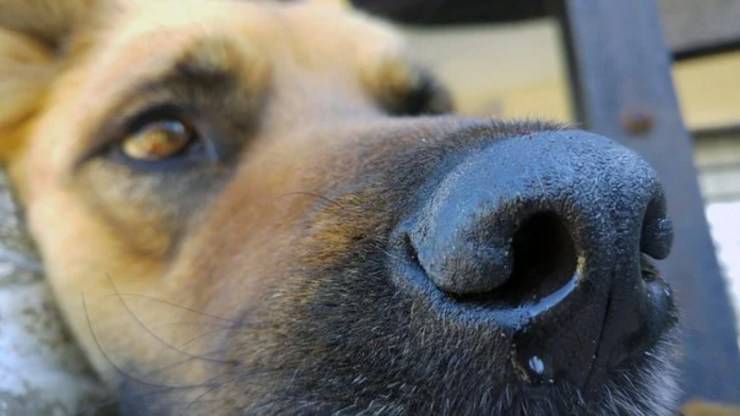 cane stressato segnali cause rimedi