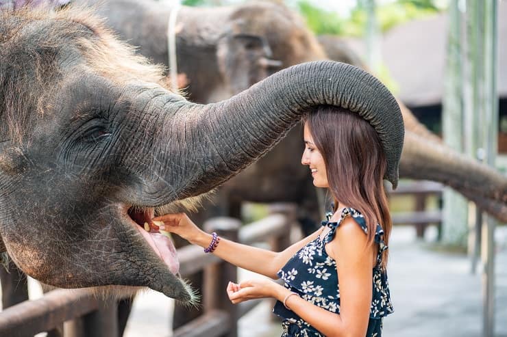 elefante gentile ragazza