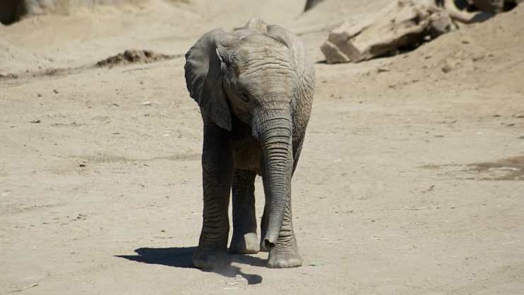 L'elefantino in cammino (foto Pixabay)