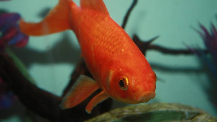 pesci rossi giganti liberati in natura