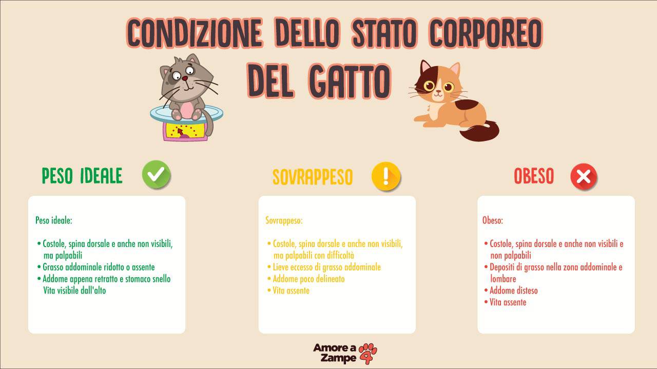 come capire gatto sovrappeso