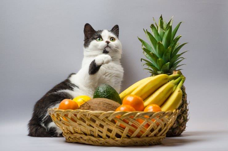 frutta per il gatto