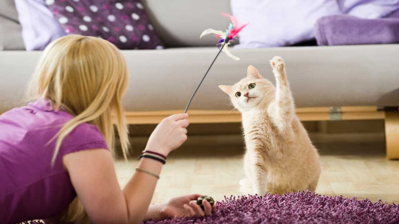 Le tipiche mosse del gatto che gioca (Foto Adobe Stock)