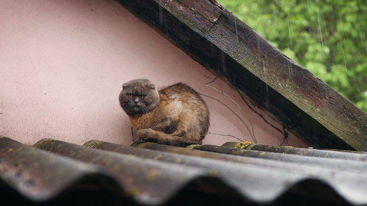 gatto pioggia