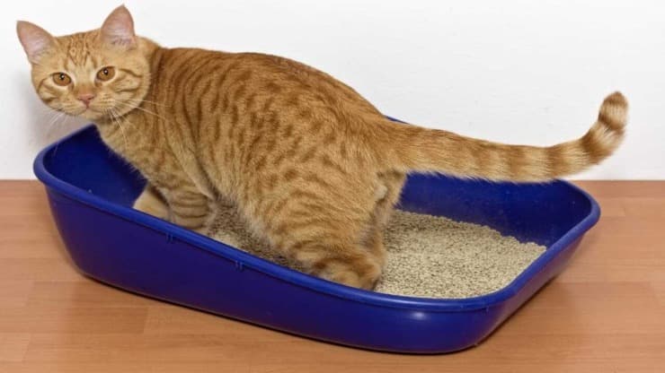 Lettiera per il gatto fai da te (Foto Adobe Stock)