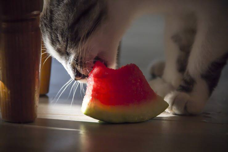 gatto può mangiare il melone