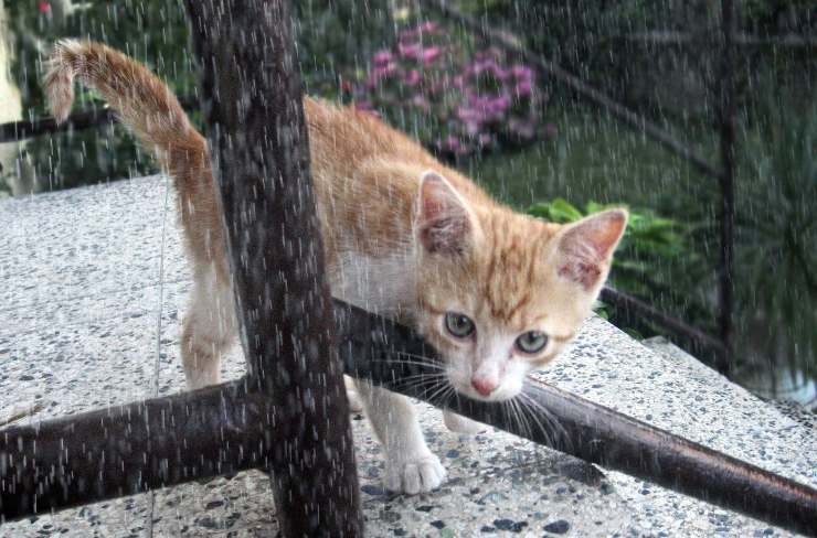 pioggia e gatto