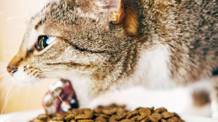 gatto vomita il cibo intero 