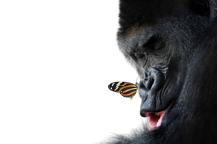 gorilla farfalla 