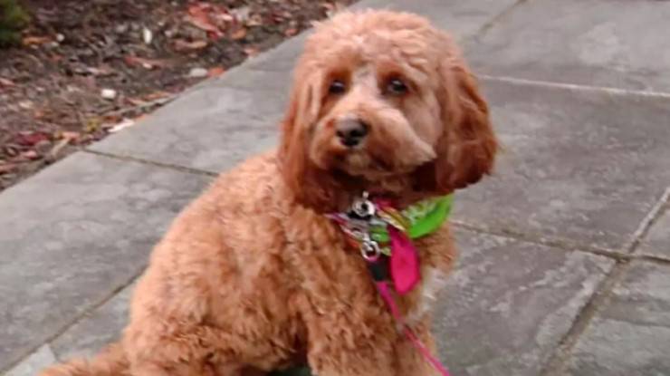 cagnolina cieca sorda 