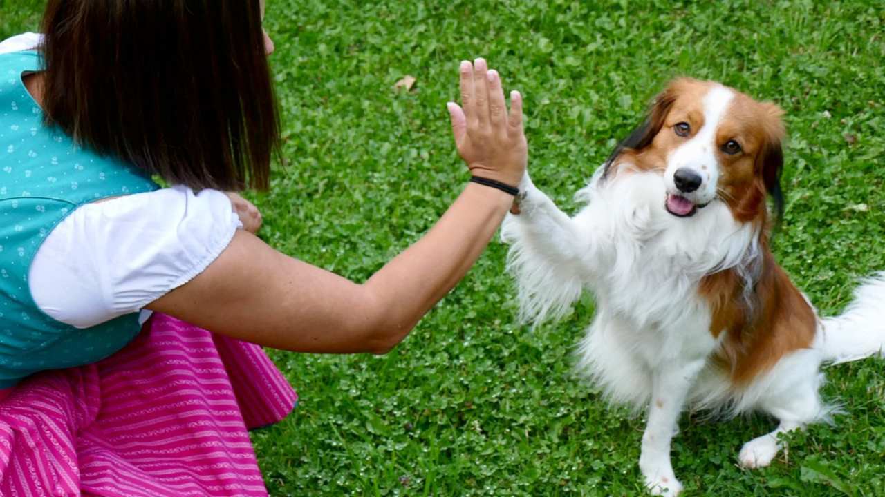 Il cane può riconoscere il padrone anche solo dal colore degli occhi