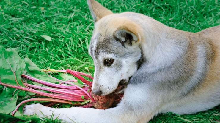 i cani possono mangiare le barbabietole rosse