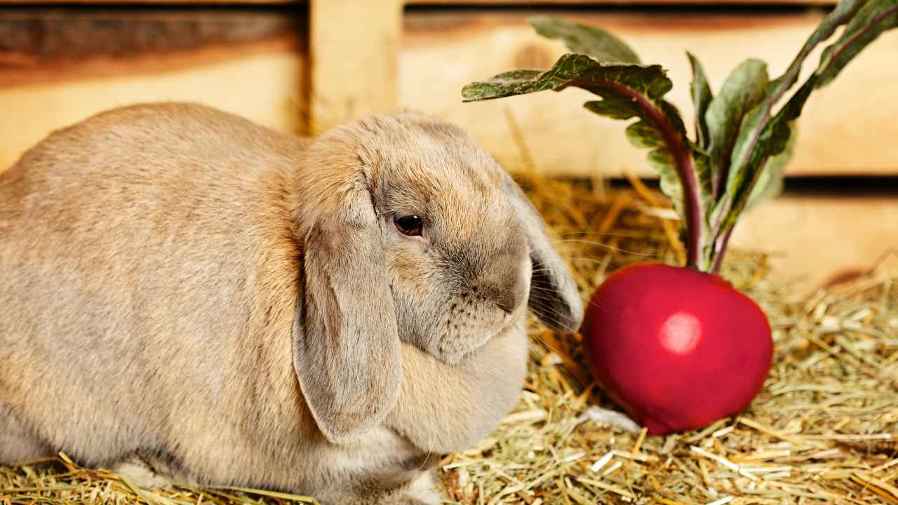 Можно давать кроликам свеклу. Еда для кроликов декоративных. Кролик в редиске. Кролик ест редиску. Кролик ест свеклу.
