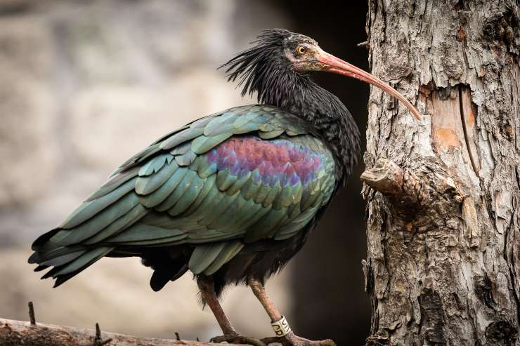 caratteristiche ibis