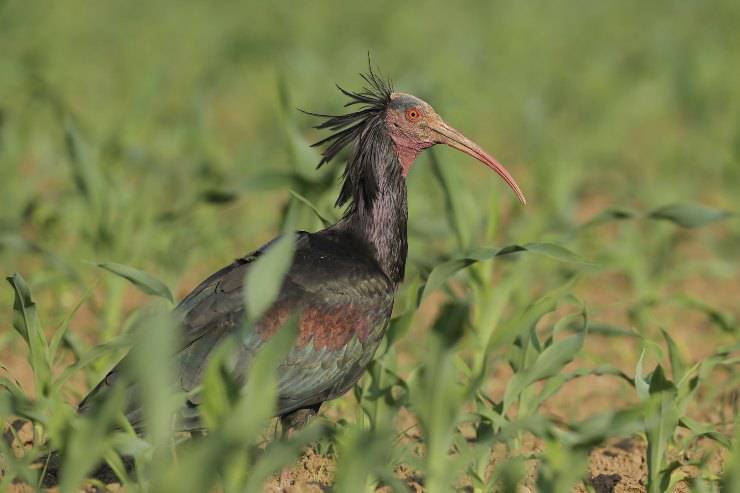 ibis eremita