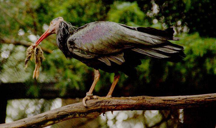 ibis riproduzione