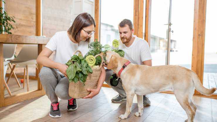 il cane può mangiare il finocchio