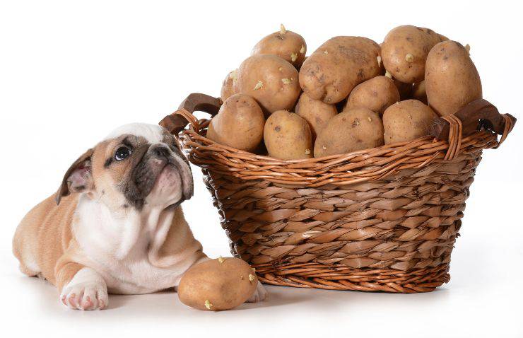 patate per il cane