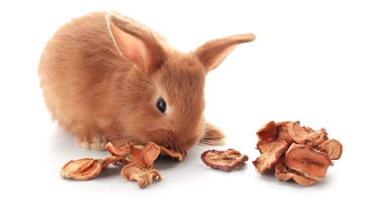 il coniglio può mangiare la frutta secca