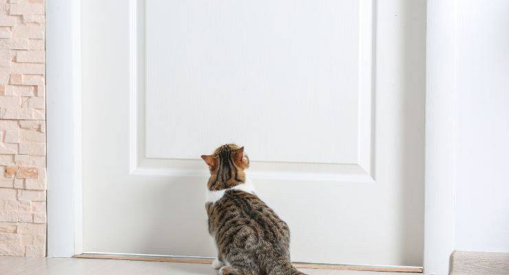 il gatto piange davanti alla porta