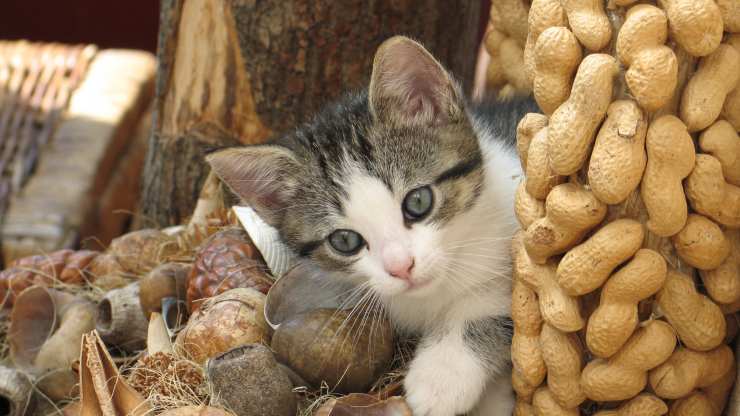 il gatto può mangiare le arachidi 