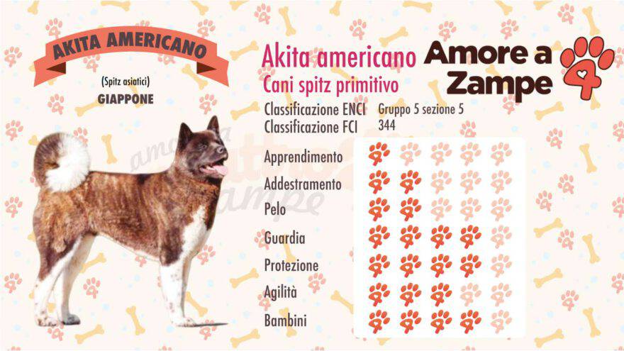 infografica cane AKITA AMERICANO new