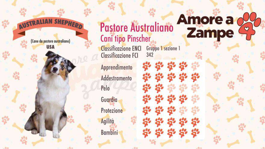 infografica cane australian shepherd new