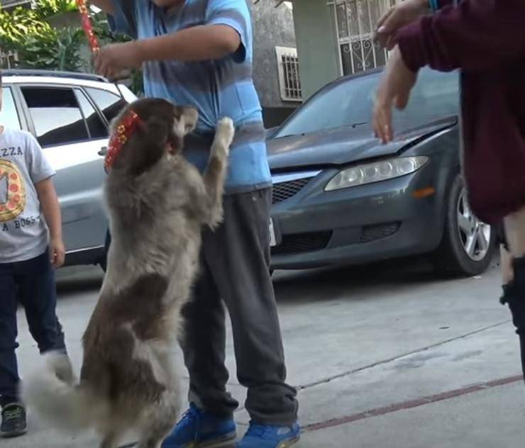 cagnolina investita bambino 