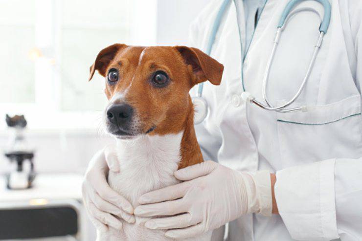 antibiotici veterinari